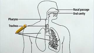 Anatomy and physiology of Respiratory system [upl. by Swanhilda]