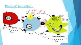 immunité de l organisme  Part 3  Bac Tunisie [upl. by Melentha]