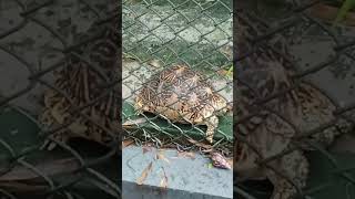 Star Tortoise In Guindy National Park With Inna Read My Lips [upl. by Richara]