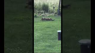 Fox hunting breakfast 😅 goviral wildlife wildsafari southafrica animals india [upl. by Asirralc316]