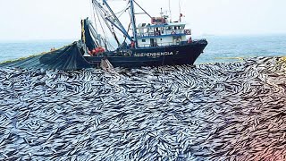 Unbelievable Big Net Purse seine net of hundreds of tons of anchovies on the Boat [upl. by Duquette]