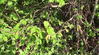 Le Noisetier et ses Propriétés Médicinales  Hazel and its medicinal properties [upl. by Assele]