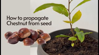 How to Germinate Chestnut from Seeds Easy Chestnuts Growing 🌰 [upl. by Sherie986]