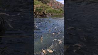 FISHING TO RIVER TIGRIS video fishing nature shortsvideo [upl. by Osana]