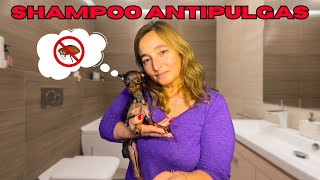 🐶SHAMPOO ANTIPULGAS para PERROS CASERO🧼 Fácil y Rápido⏰ [upl. by Reidid204]