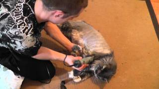 shaving maine coon [upl. by Aloke]