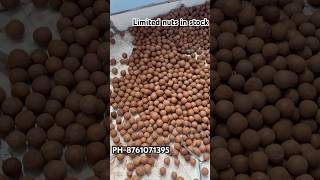 macadamia nuts  Book your order now macadamia macadamianut farming [upl. by Ellsworth219]