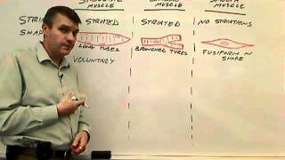 Compare and contrast types of muscle tissuecellswmv [upl. by Lonna]