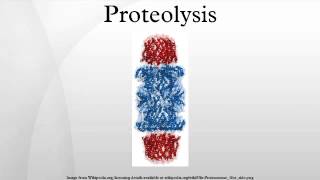 Proteolysis [upl. by Katrinka]