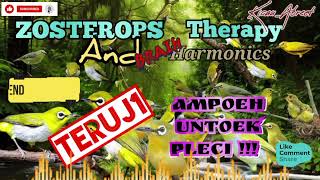 ZOSTEROPS THERAPY PLECI ⁉️ MEMBANTU MEMULIHKAN MENTAL PLECI BAHAN MACET BUNYI amp MALAS BUNYI fypシ゚ [upl. by Macnamara]