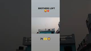 BROTHERS LOFT BAREILLY ❤️‍🔥 youtubeshorts pigeonlover trending supportme viralshorts pigeon [upl. by Tnecnev]