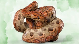 The Gentle Giants of the Boa World A Guide to Keeping Rosy Boas as Pets [upl. by Marka472]