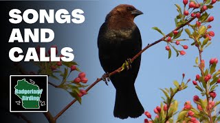 Brownheaded Cowbird Song and Call [upl. by Adlei]