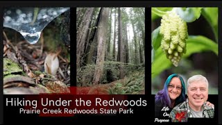 Hiking Under the Redwoods in Prairie Creek Redwoods SP [upl. by Slaohcin]