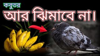 কবুতর কেন ঝিমায় kobutor Kano jimaiWhy do our pigeons relaxকবুতর ঝিমায়r360pigeon tips [upl. by Molly]