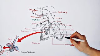 Human respiratory system class 10  respiration in human  Life processes class 10 biology [upl. by Skutchan]