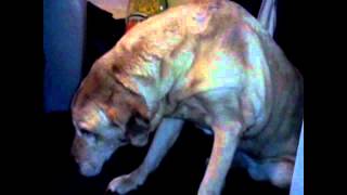 Senior Labrador with Arthritis and Joint Pain recovers with ChondroPaw [upl. by Samuela720]