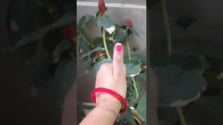 Repotting lollipop plant 🌱🪴  gardening  indoor  plants  garden [upl. by Arayc]