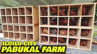 Best Farm in Philippines Pabukal Farm of Iloilo City [upl. by Nirol]