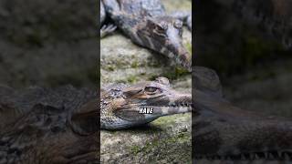 What Makes Gavials Different from Other Crocodiles 🐊 🤯 gavial crocodile [upl. by Paza]