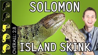 Solomon Island Prehensiletailed Skink The Best Pet Lizard [upl. by Linea969]