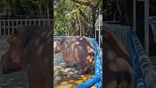 Hippo pooping hippo trending youtubeshorts viral [upl. by Ayoras]