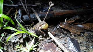 Streckers Chorus Frog Call [upl. by Daryl]