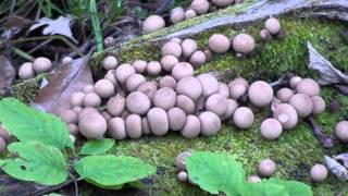 Puffball Mushroom Lycoperdon pyriforme on Log [upl. by Devina]