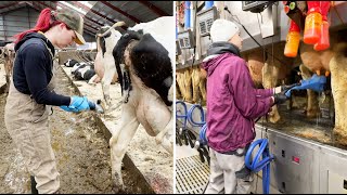 🐄💫 24 Hours on the Farm Milking Hoof Trimming amp Calf Care with a Farm Girls [upl. by Ajed]