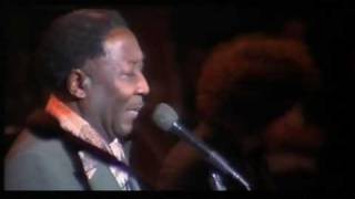 Muddy Waters  quotMannish Boyquot  LIVE  76  HQ [upl. by Uis]