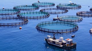 The Process of Raising 30 Million Salmon in Norwegian Fish Farms  Aquaculture Insights [upl. by Mara]