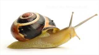 Johann Strohmann  Die Schnecke lässt sich Zeit [upl. by Bowles342]