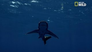 Des nageoires très spécialisées chez les requins [upl. by Kemppe760]