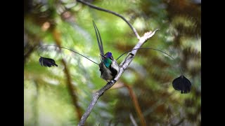 Behavior of Marvelous Spatuletail Loddigesia mirabilis in Huembo Lodge Amazonas region [upl. by Etteraj]