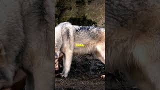 Mind Blowing Wolf Facts You Didnt Know creepycrawlies animals wildlife [upl. by Roinuj]