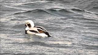 Longtailed Duck power nap  Nov 15 2015 [upl. by Danziger]