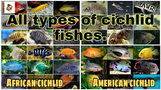 Cichlid fishes all types both African and American cichlids 2021 [upl. by Eadith]