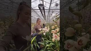 Cymbidium orchid harvesting in flower farm  orchid [upl. by Quintus]