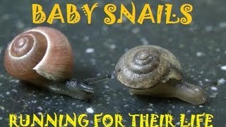 SHAKING HOUSE  Baby snails running for their life [upl. by Mcintyre]