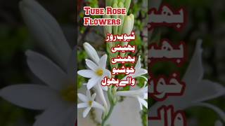 Tube Rose Flowers Bouquet flowers Rajnigandha Flowers gardening trending flower shortsflowery [upl. by Fugazy93]