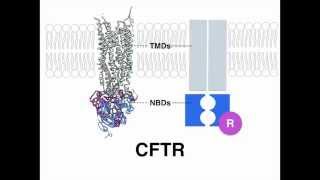 Nitrate ions modulate CFTR gating  Yeh et al [upl. by Loredo]