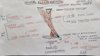 Sterno Cleido Mastoid Muscle Anatomy  TCML [upl. by Hsiekal]