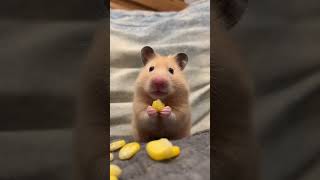 The Secret Life of Hamsters Revealed hamsters pets 倉鼠 shorts [upl. by Salokin507]