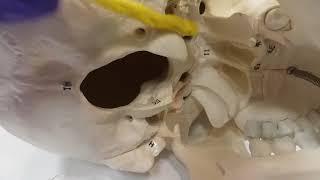 External Occipital Bone [upl. by Harrie]