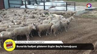 Karacabey Merinos Star TV Anlat Bakalım Türkiye Programı karacabeymerinos​ koç​​ koyun​ kuzu​ [upl. by Muhammad]