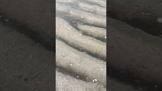 Sea Snail on Beach shortsvideo shortvideo shorts short [upl. by Ahsirtal]