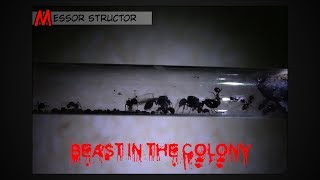 Beast in the colony ● Messor structor [upl. by Alister]