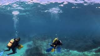 Posidonia Transplantation Exercise video 1 [upl. by Viki]