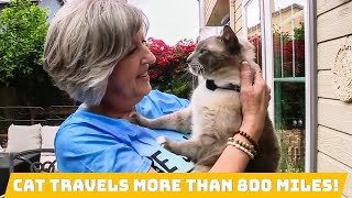 Unbelievable Lost Cats 900Mile Journey Home to California After 2 Months—How Did It Happen [upl. by Daniala]