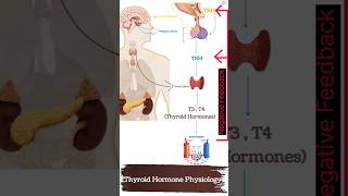 Thyroid Hormone Physiology under one Minute [upl. by Swainson]